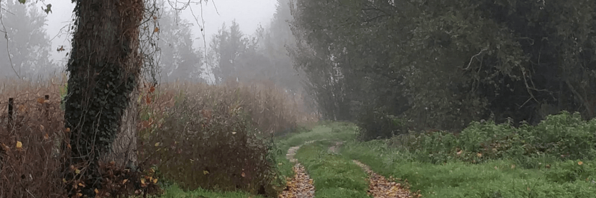 Tratto di sentiero verde tra canneti e alberi avvolto dalla nebbia
